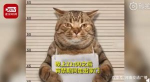 泰国“社会猫  ”因违反外出禁令被逮捕 网友看后表情都笑了